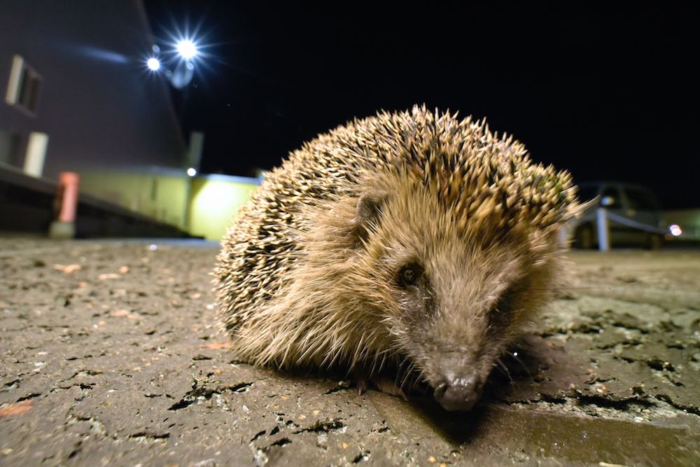 Igel in Herne