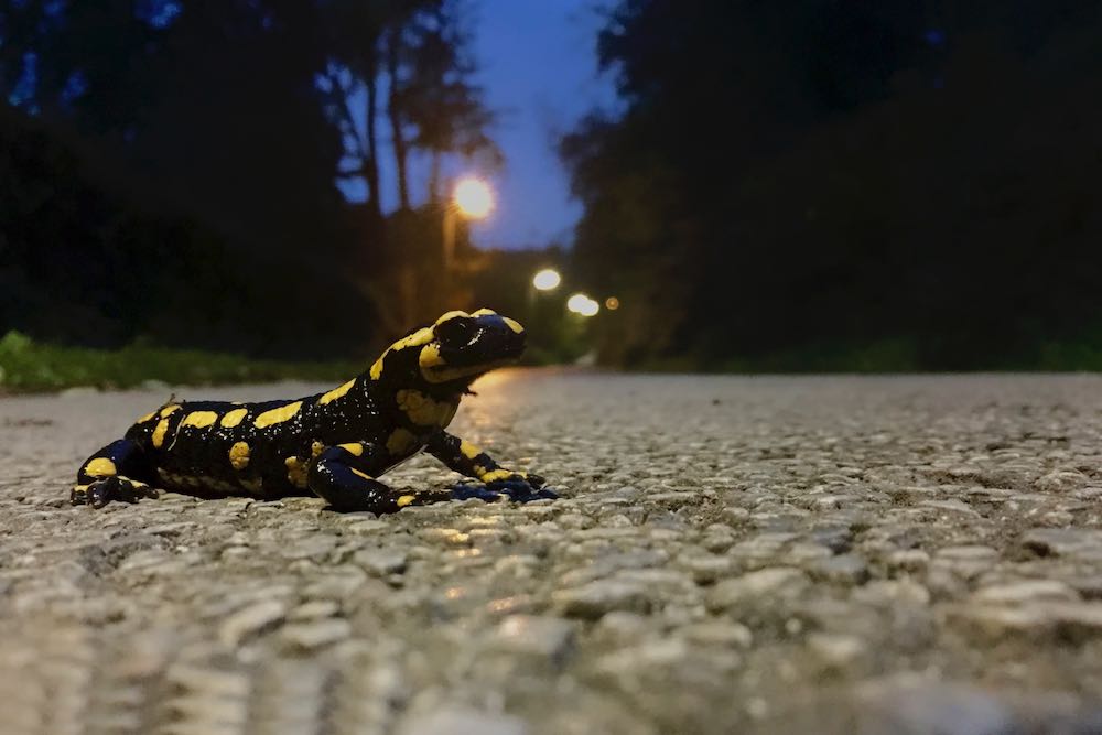 Amphibienwanderung im Herbst. Feuersalamander überquert eine Straße.