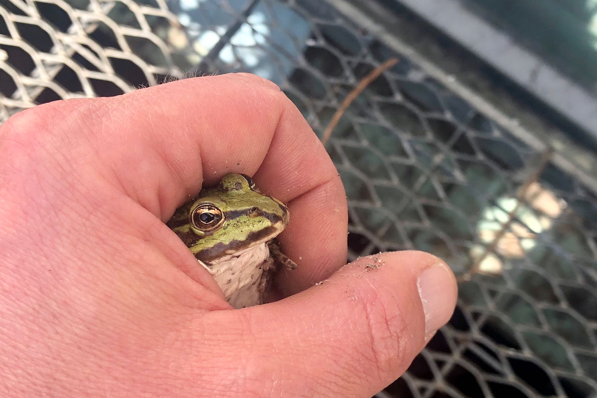 Geretteter Teichfrosch in der Hand