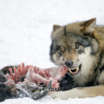 Wolf fressend, eigentlich nicht anders als ein Haushund