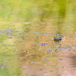 Teichfrosch im Zoogewässer