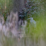 Versteckt und doch gesehen. Scheue Reiher im Zoo fotografieren ist recht leicht - Stefan Fabritz