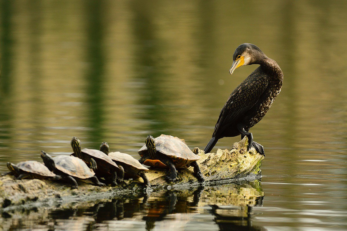 Kormoran und Schildkröten - Abtsküche