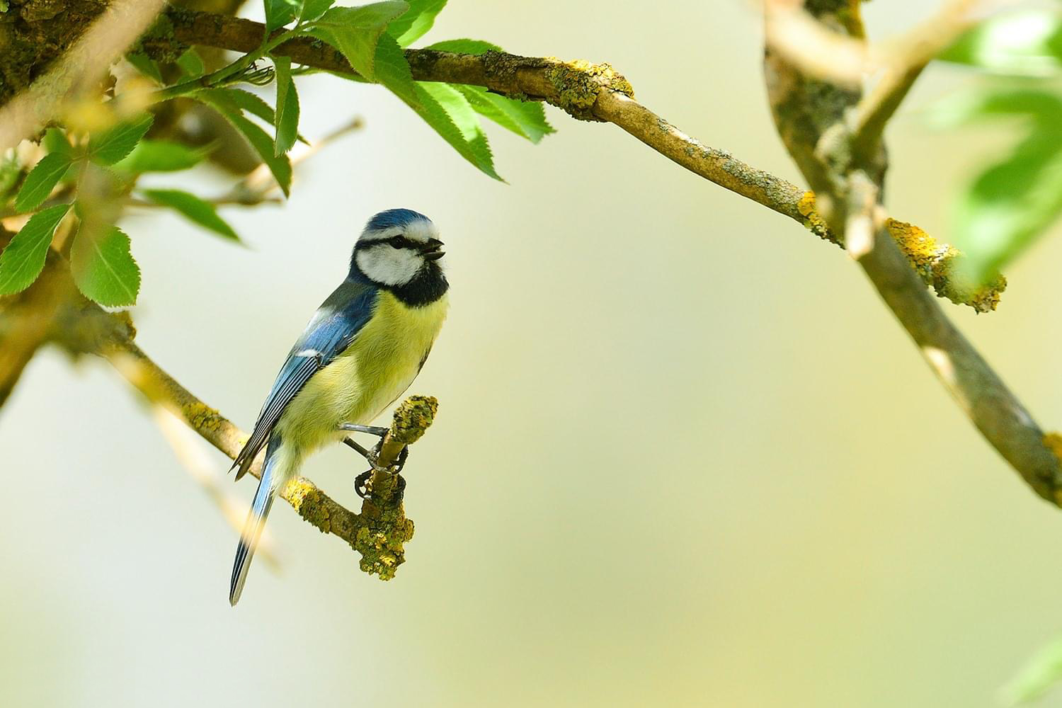 Blaumeise im Gebüsch