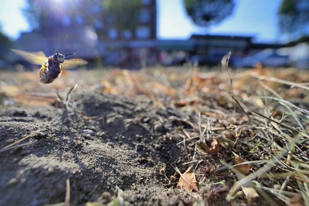 Bienenwolf im Anflug