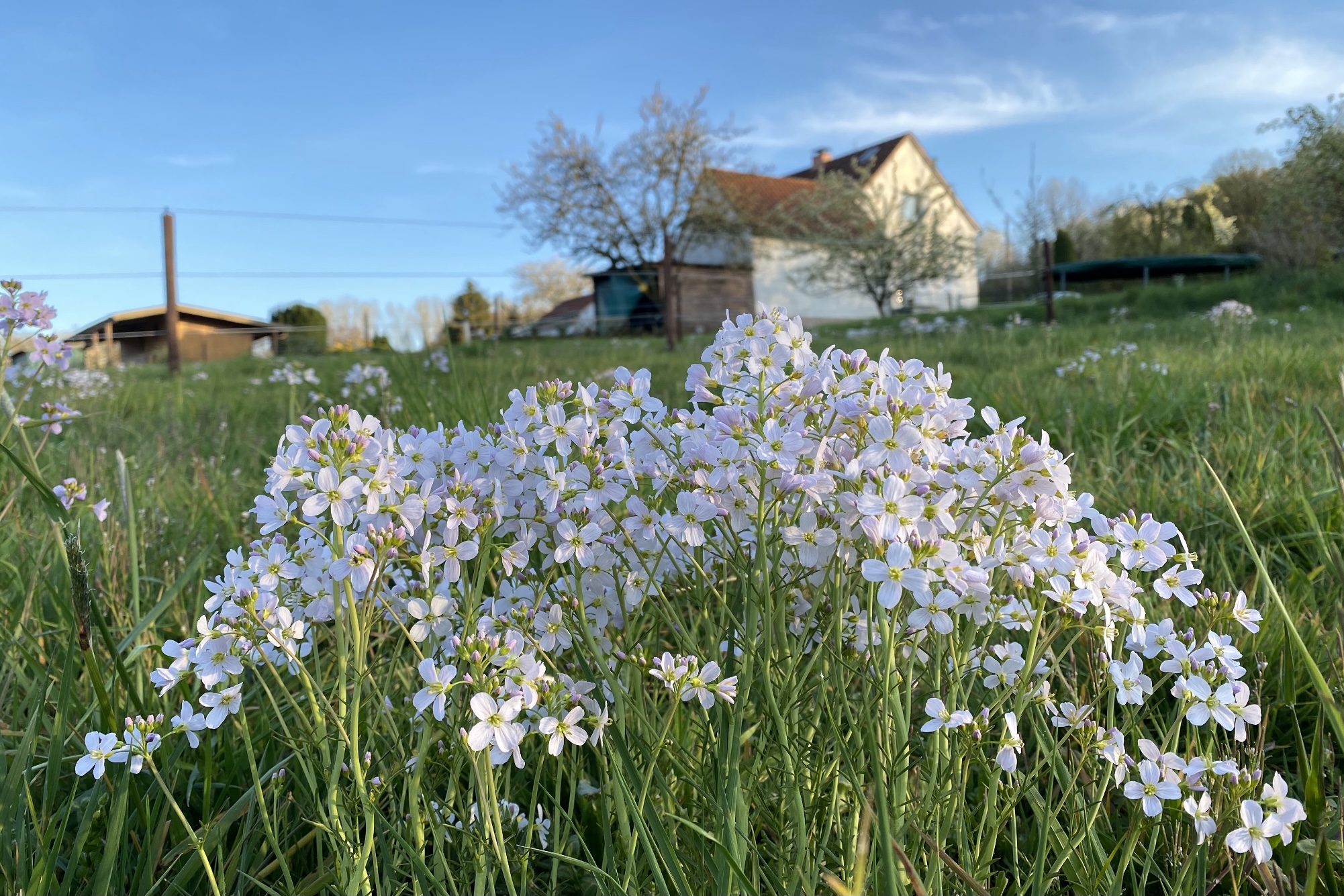 Wiesenschaumkraut erblüht