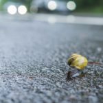 Schnecke überquert die nasse Fahrbahn. Wenn das mal gutgeht!