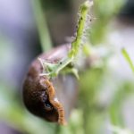 Langsam geht es über die Hindernisse auch für die Nacktschnecke