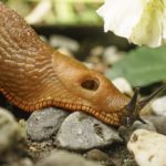 Langsam geht es über die Hindernisse auch für die Nacktschnecke