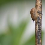 Langsam geht es über die Hindernisse auch für die Nacktschnecke