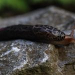 Der Jäger! Keine Schnecke sondern ein Schnegel.