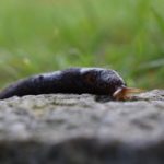 Der Jäger! Keine Schnecke sondern ein Schnegel.