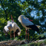 Klappernde Störche im Nest. © Alexander Krebs