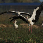 Storch landet bei seinen Artgenossen im Feld. © Alexander Krebs