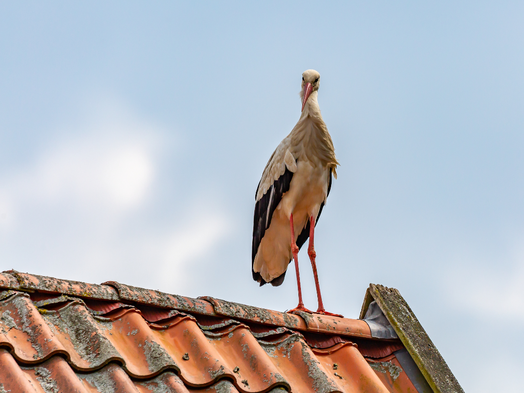 Adebar steht auf dem Dach. © Stefan Fabritz