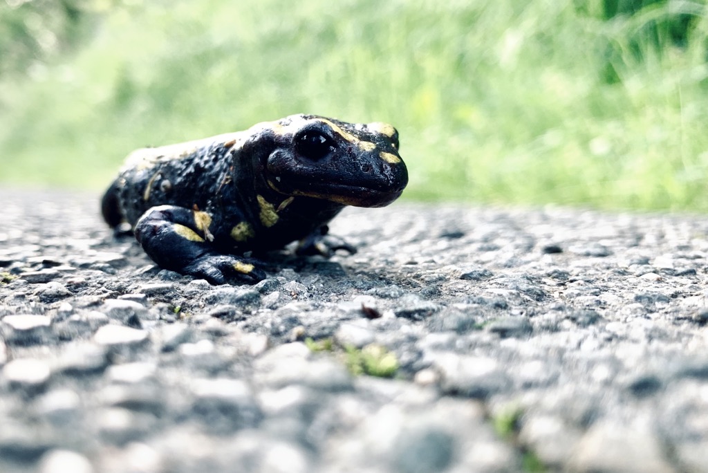 Salamander auf einer Landstraße in Essen. © Alexander Krebs