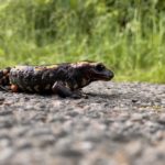Salamander auf einer Landstraße in Essen. © Alexander Krebs