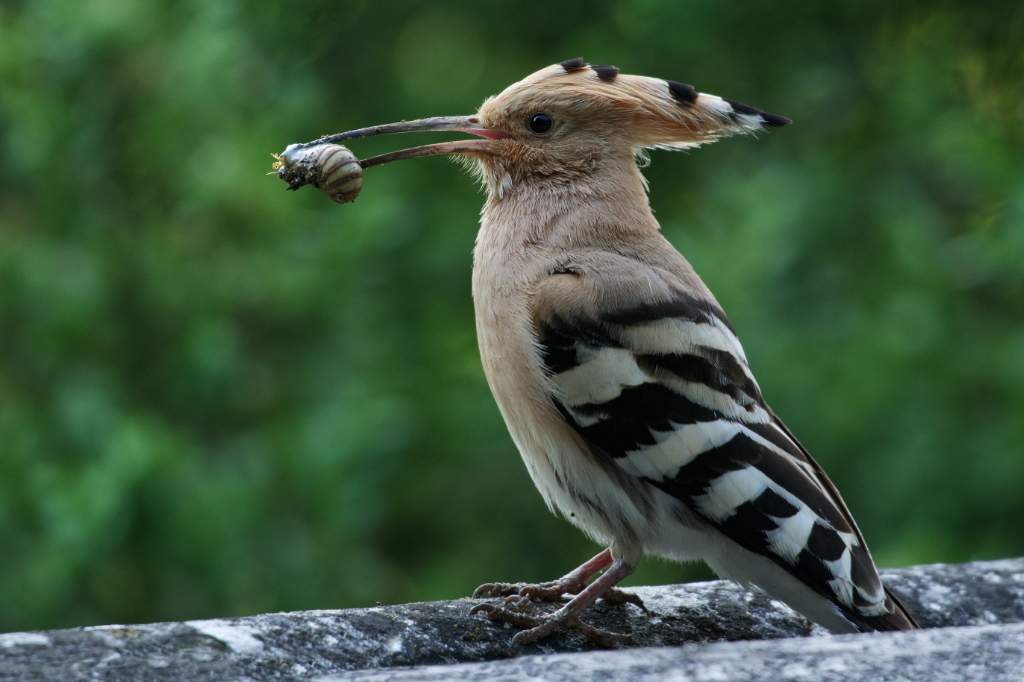 Wiedehopf mit Beute auf einem Dach - © Alexander Krebs