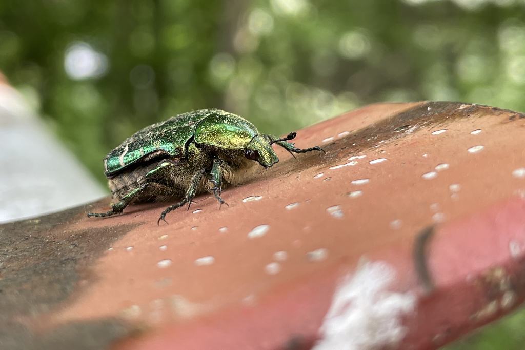 Rosenkäfer auf einer Schranke in Essen