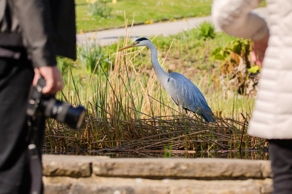 Fotografen beobachten aus nächster Nähe einen Graureiher in der Gruga. Der lässt sich aber gar nicht stören. © Wildes Ruhrgebiet - Dr. Heiko Herrmann