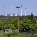 Weißstorch am Nest - © Christof Wermter