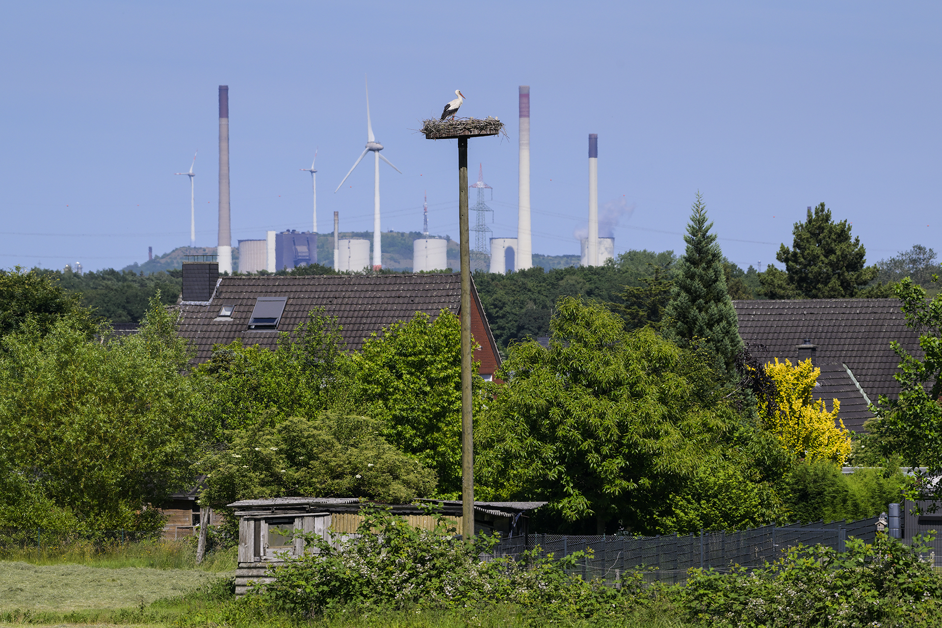 Weißstorch am Nest - © Christof Wermter