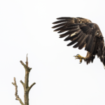 Junger Seeadler landet. © Wildes Ruhrgebiet - Benjamin Prüfer