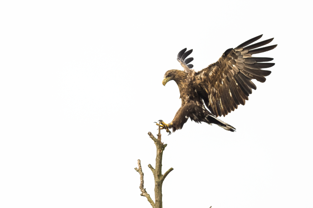 Kleve: Weißkopfseeadler sind ein Pärchen zum Verlieben