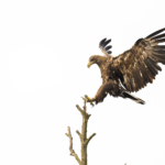 Junger Seeadler landet. © Wildes Ruhrgebiet - Benjamin Prüfer