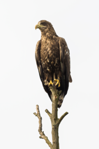 Junger Seeadler nach der Landung. © Wildes Ruhrgebiet - Benjamin Prüfer
