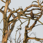Junger Seeadler im Baum. © Wildes Ruhrgebiet - Benjamin Prüfer