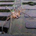 Spinne krabbelt über einen Gullydeckel - © Wildes Ruhrgebiet - Peter Schütz