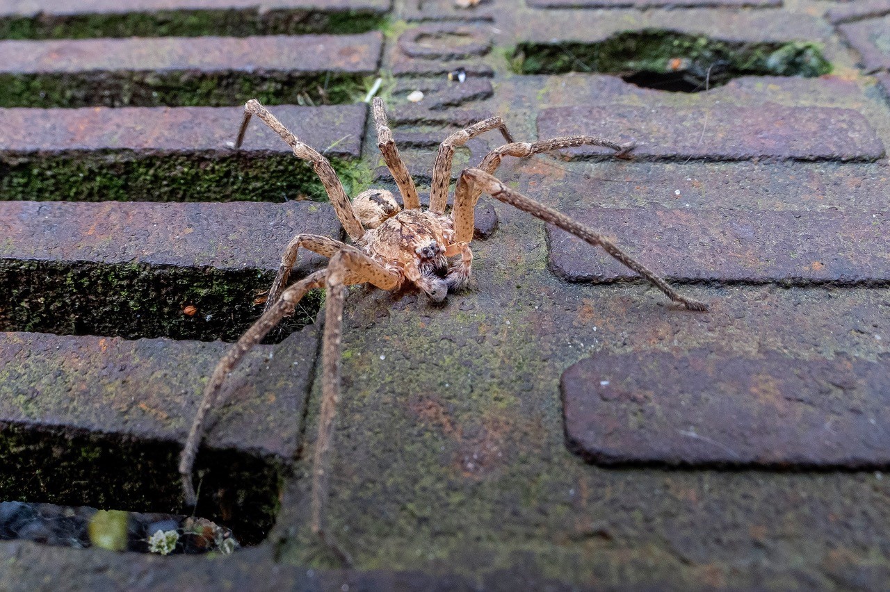 Spinne krabbelt über einen Gullydeckel - © Wildes Ruhrgebiet - Peter Schütz