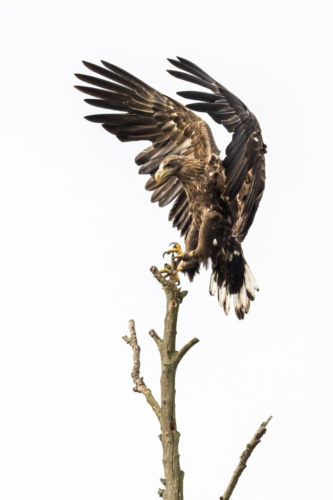 Junger Seeadler landet. © Wildes Ruhrgebiet - Benjamin Prüfer