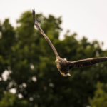 Junger Seeadler erkundet im Flug. © Wildes Ruhrgebiet - Benjamin Prüfer