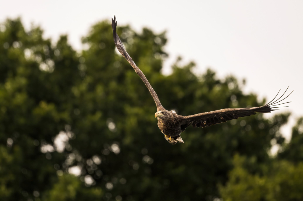 Junger Seeadler erkundet im Flug. © Wildes Ruhrgebiet - Benjamin Prüfer