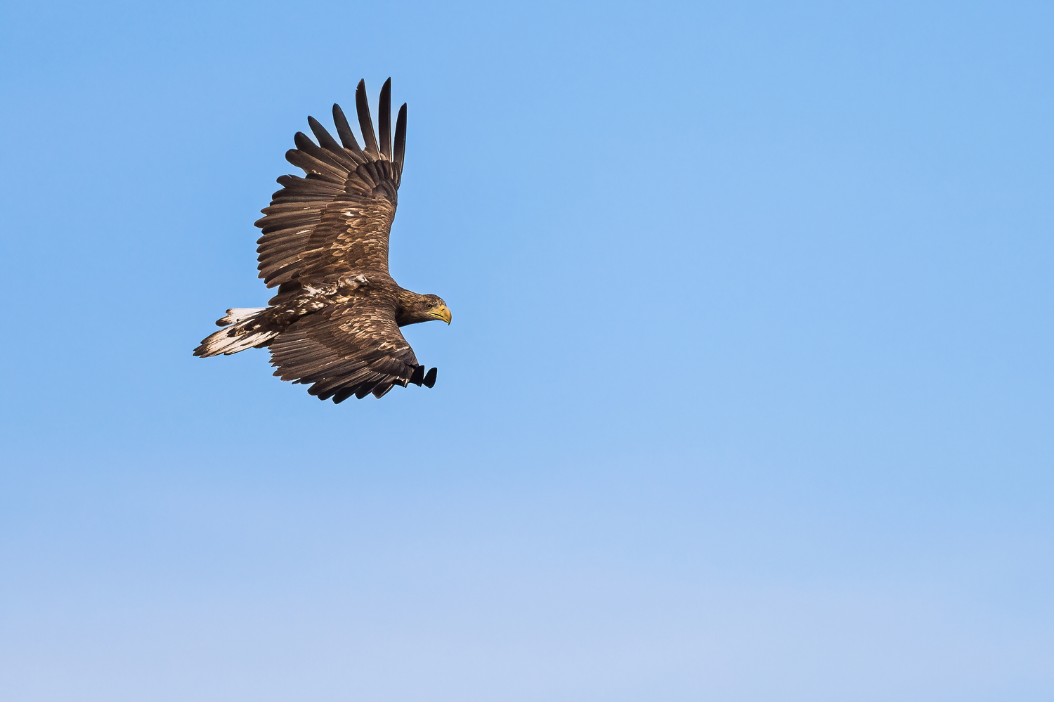 Junger Seeadler fliegt eine elegante Kurve. © Wildes Ruhrgebiet - Benjamin Prüfer