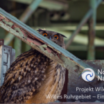 Banner Beitrag Wildes Ruhrgebiet in Waren. Eule auf einem ehemaligen Zechengelände