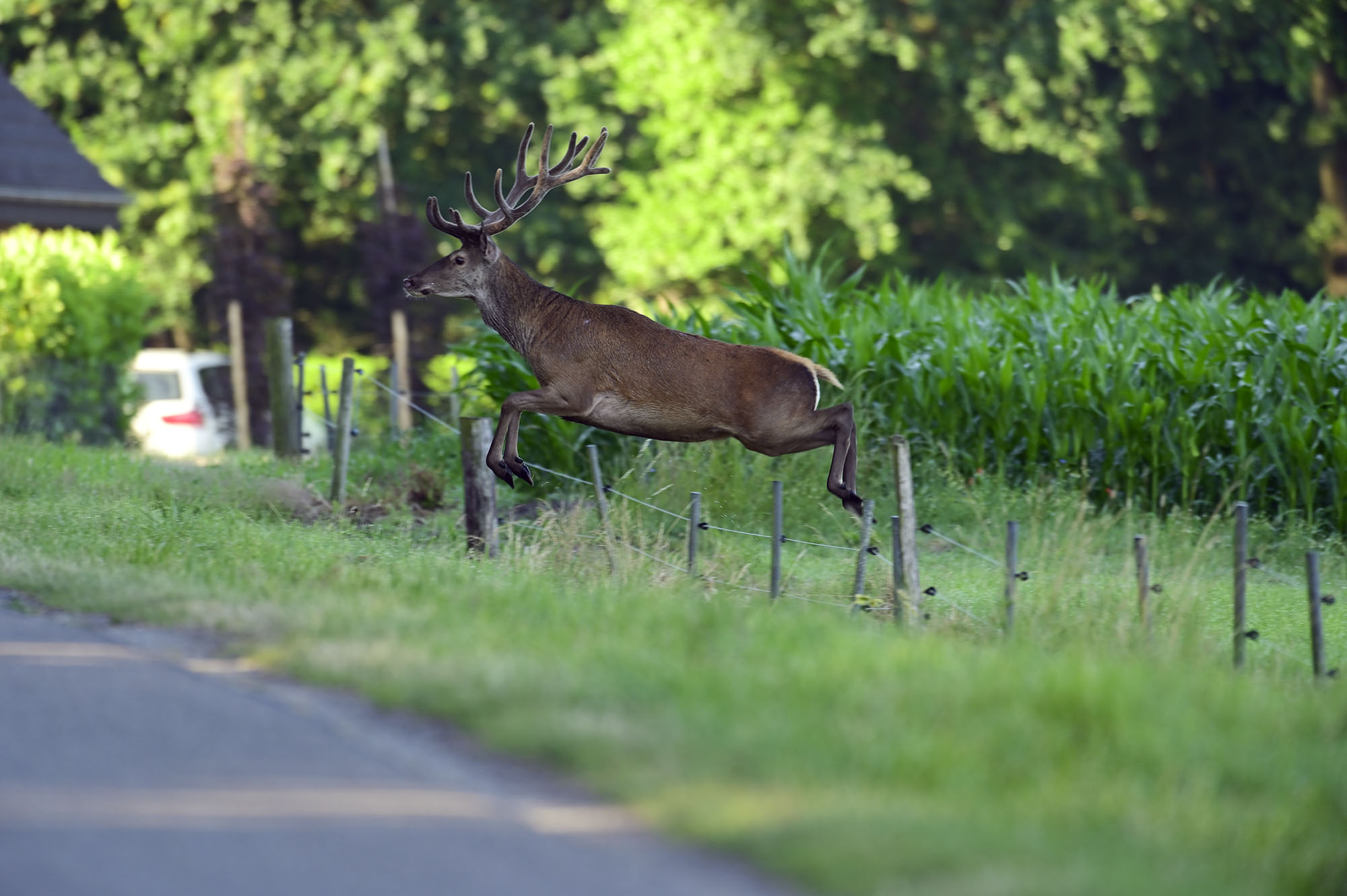 Hirsch springt über einen Zaun © Markus Botzek