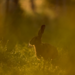 Hase im Morgenlicht - © Markus Botzek