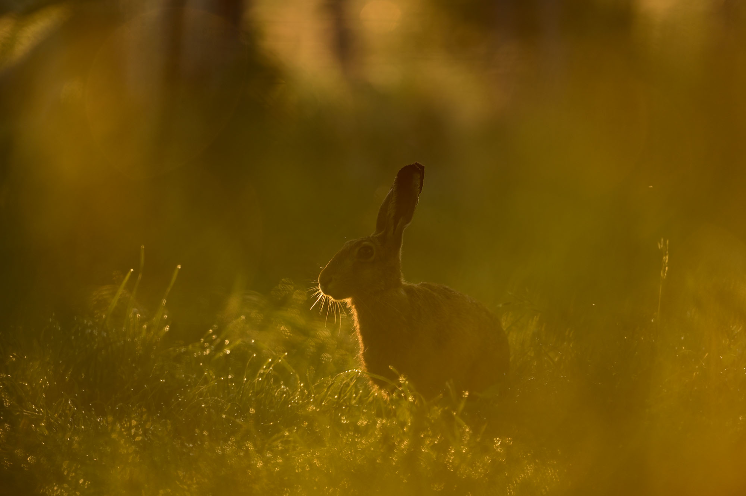 Hase im Morgenlicht - © Markus Botzek