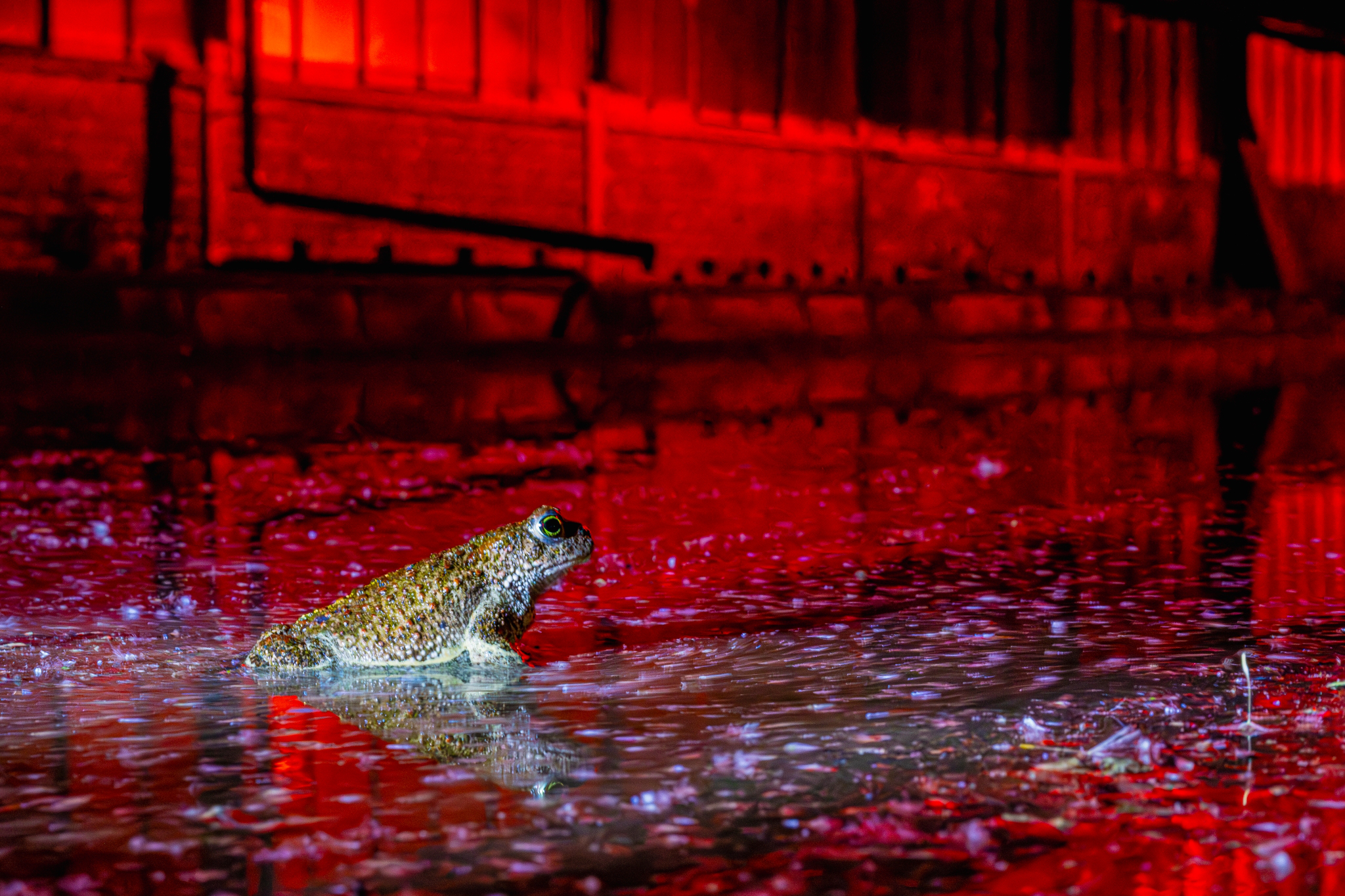 © Peter Schütz - Kreuzkröte auf Zollverein bei Nacht