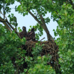 Seeadler im Nest © Jörg Kubik