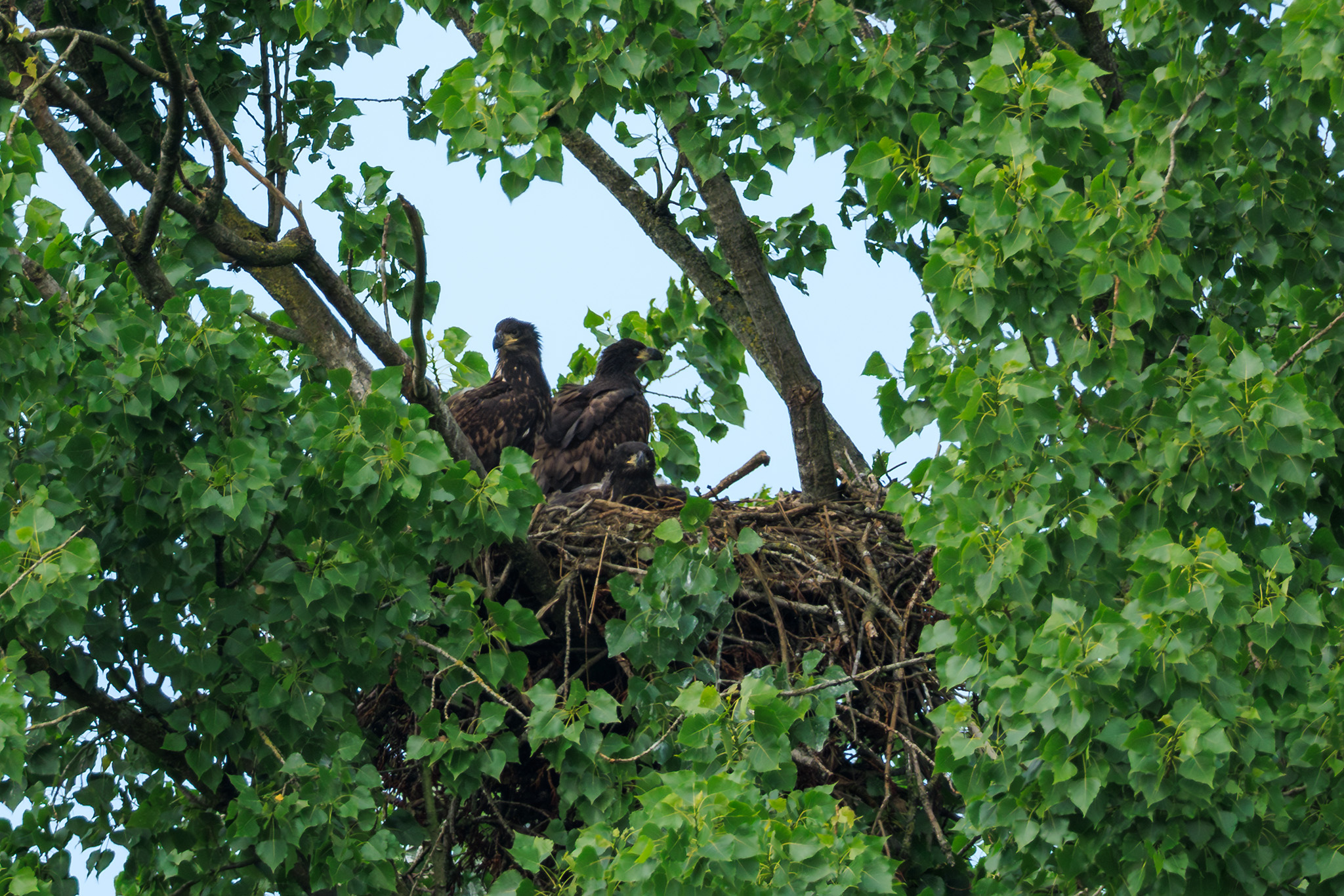 Seeadler im Nest © Jörg Kubik