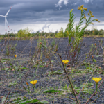 Altenessen - Brachen im Ruhrgebiet © Peter Schütz