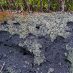 Becherflechten - Brachen im Ruhrgebiet © Peter Schütz