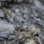 Blauflügelige Ödlandschrecke - Brachen im Ruhrgebiet © Peter Schütz