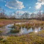 Laichgewässer - Brachen im Ruhrgebiet © Peter Schütz