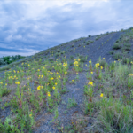 Nachtkerzen - Brachen im Ruhrgebiet © Peter Schütz