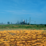 Blühende Brache - Brachen im Ruhrgebiet © Peter Schütz